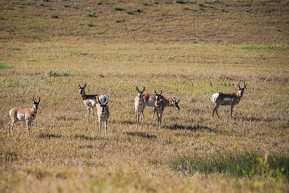 DSC_0925