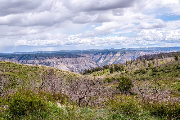 DSC_9942