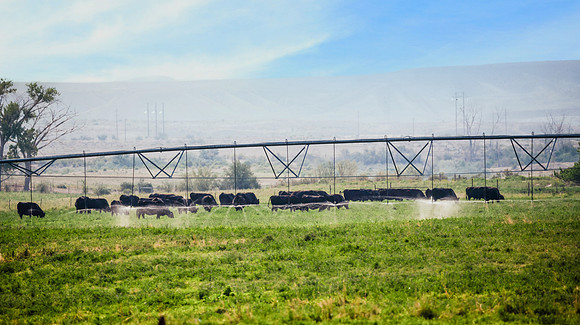 DSC_1036