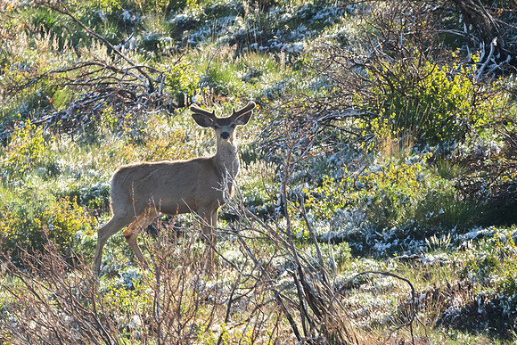 DSC_9533_2
