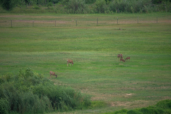 DSC_0949