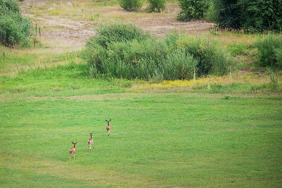 DSC_0960