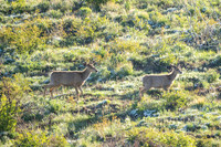 DSC_9531_1