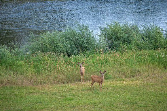 DSC_0951